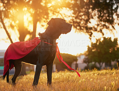 Buy stock photo Shot of a dog with a cape standing outside