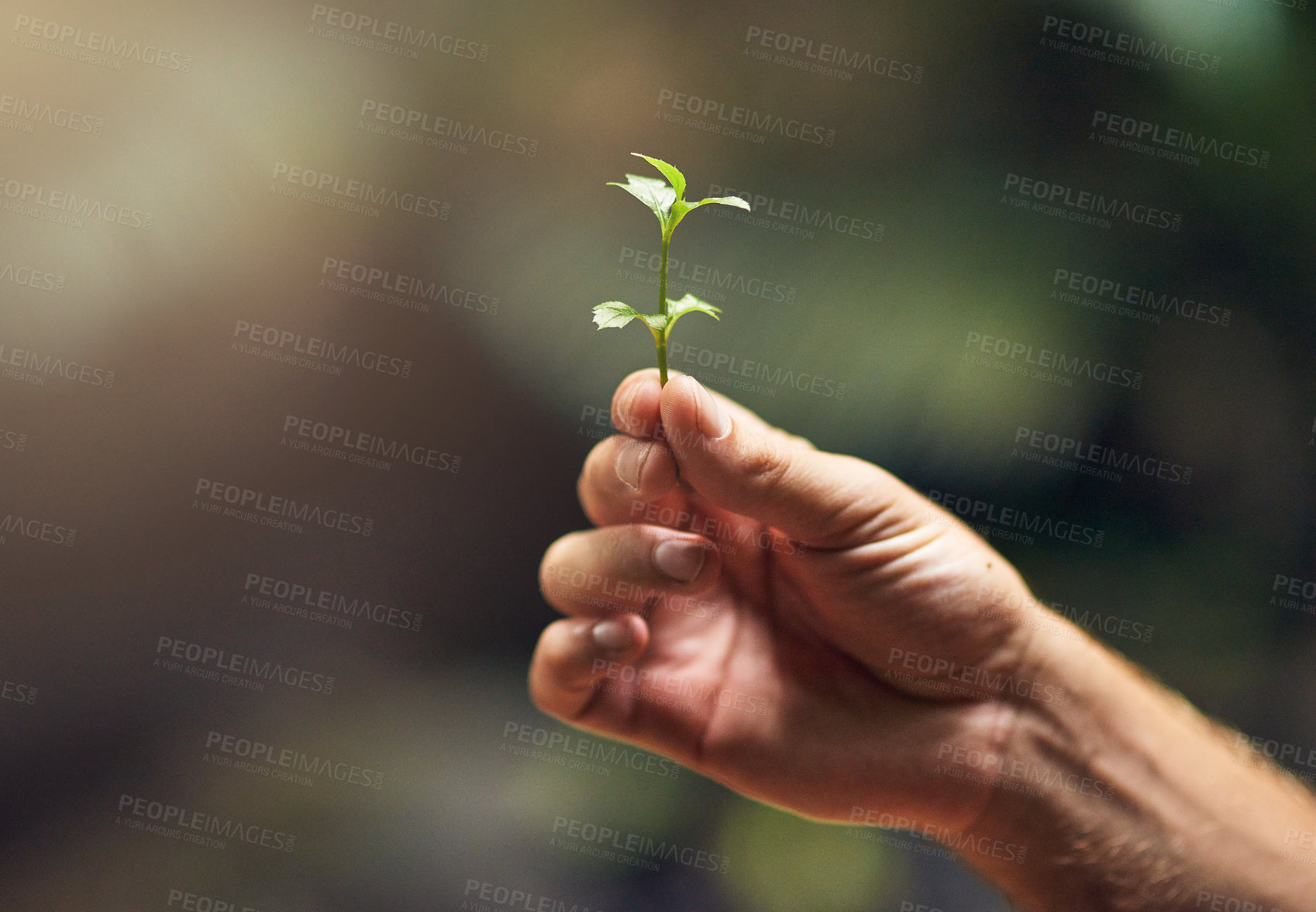 Buy stock photo Person, hand and plant with sprout in nature for growth, agriculture or sustainability in forest or wilderness. Closeup of small flower, stem or sapling in natural environment for life conservation