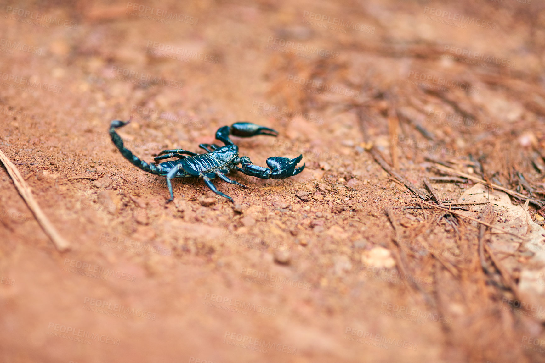 Buy stock photo Scorpion, land and desert with sand in nature of wildlife or species with big pincers and small tail in savanah. Tiny outdoor creature, deadly or venomous black bug on trail, path or mountain ground