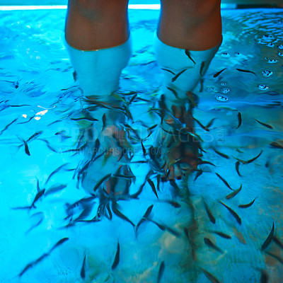 Buy stock photo Cropped shot of an unidentifiable man standing in shallow water with fish swimming around his legs