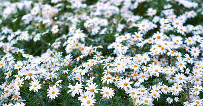 Buy stock photo Field of daisy flowers in bloom against a blurred background growing in a botanical garden. Flowering marguerite or english daisies in spring. Scenic nature view of wild white blossoms in a meadow