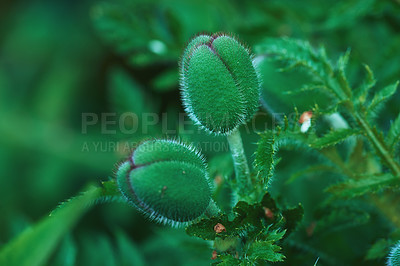 Buy stock photo Macro nature photo of blooming poppies. Zoomed image of an unopened bud on leaves. A view of the blooming process of a plant. Beautiful blur shot of budding/blossoming. Close-up of an unopened bud. 