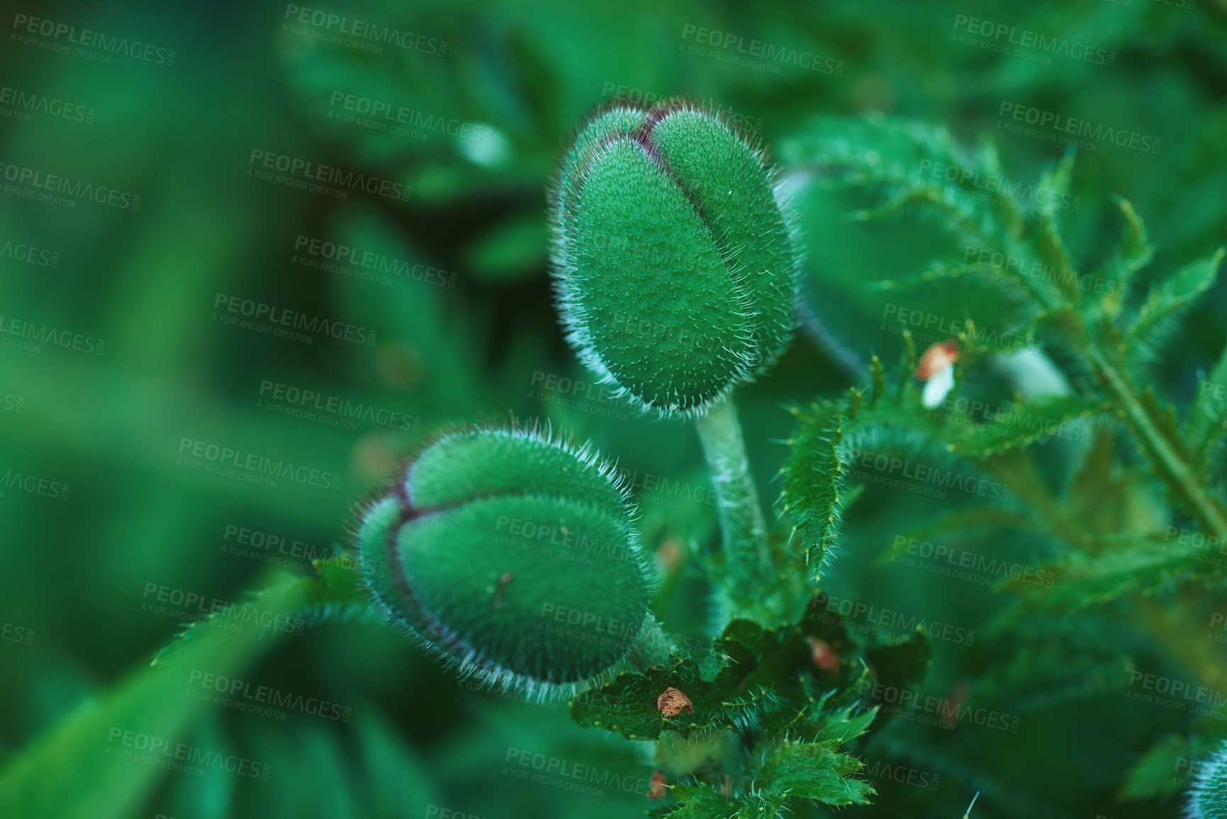 Buy stock photo Macro nature photo of blooming poppies. Zoomed image of an unopened bud on leaves. A view of the blooming process of a plant. Beautiful blur shot of budding/blossoming. Close-up of an unopened bud. 