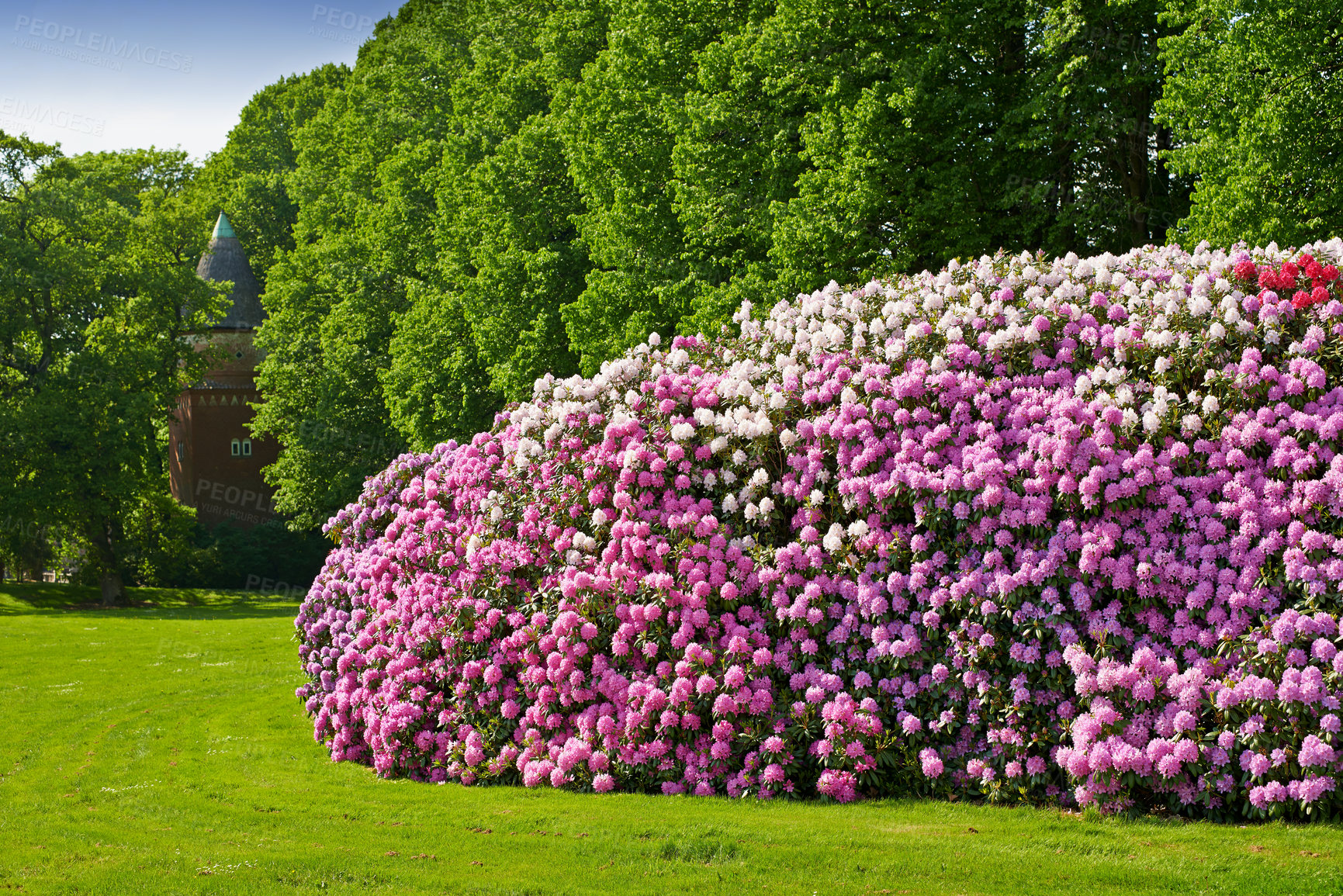 Buy stock photo Flower, bush and garden landscape in spring with trees, field and grass with floral bed on lawn. Blossom, nature and outdoor with forest, sun and pink flora with plants, blue sky and environment