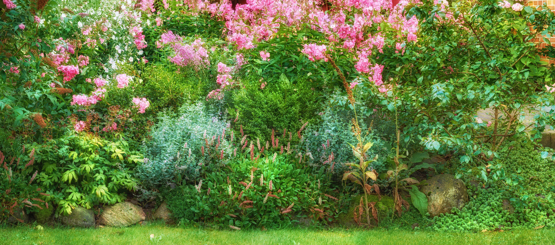 Buy stock photo Spring, bush or flowers in garden environment, botanical nature or park for natural blooming plants. Pink, blossom or countryside botany in ecosystem landscape or outdoor meadow for floral growth