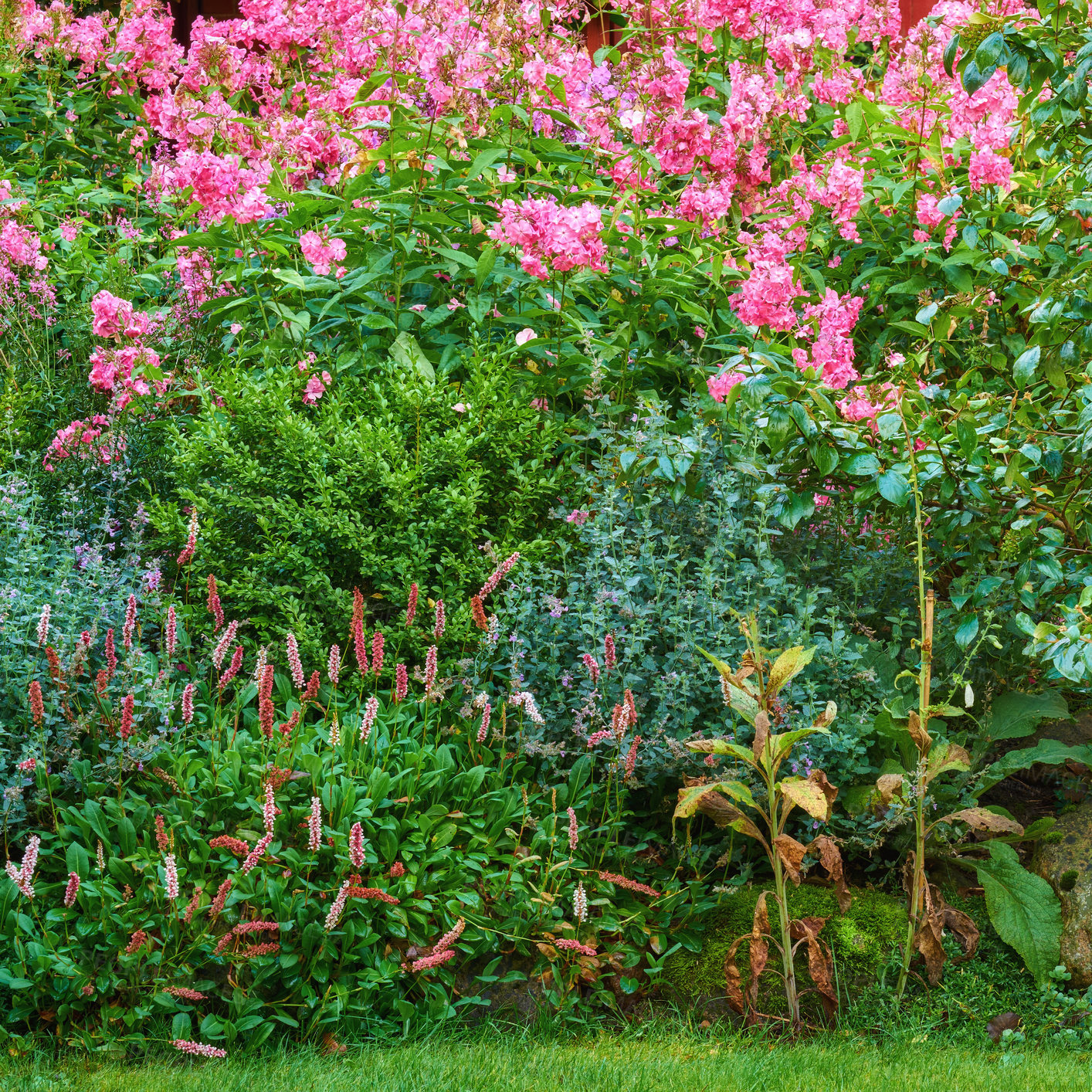 Buy stock photo Overgrown colorful garden with various plants. Lush green backyard with flowering bushes and bright blooms. Different herb and wild flowers growing in park. Vibrant nature scene of shrubs and flowers