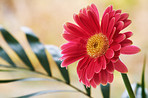 Beautiful gerbera flower