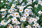 Daisy - Marguerite