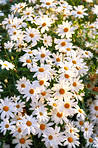 Daisy - Marguerite