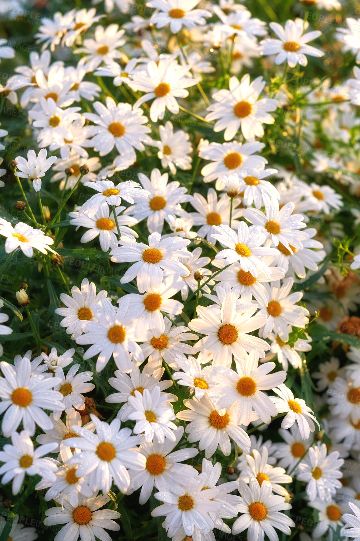 Buy stock photo A view of a bloomed long common daisy flower. flower with stem and yellow center in bloom and late springtime amazing green field on a bright sunny day. A group of white flowers shining in sunlight.