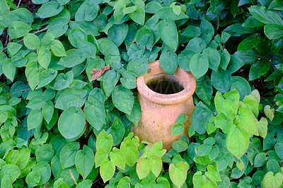 Buy stock photo A brown colored vase is kept in the green lush garden. A vintage old pot covered with emerald green leaves. Clay pot surrounded by different types of plants with a green natural background. 