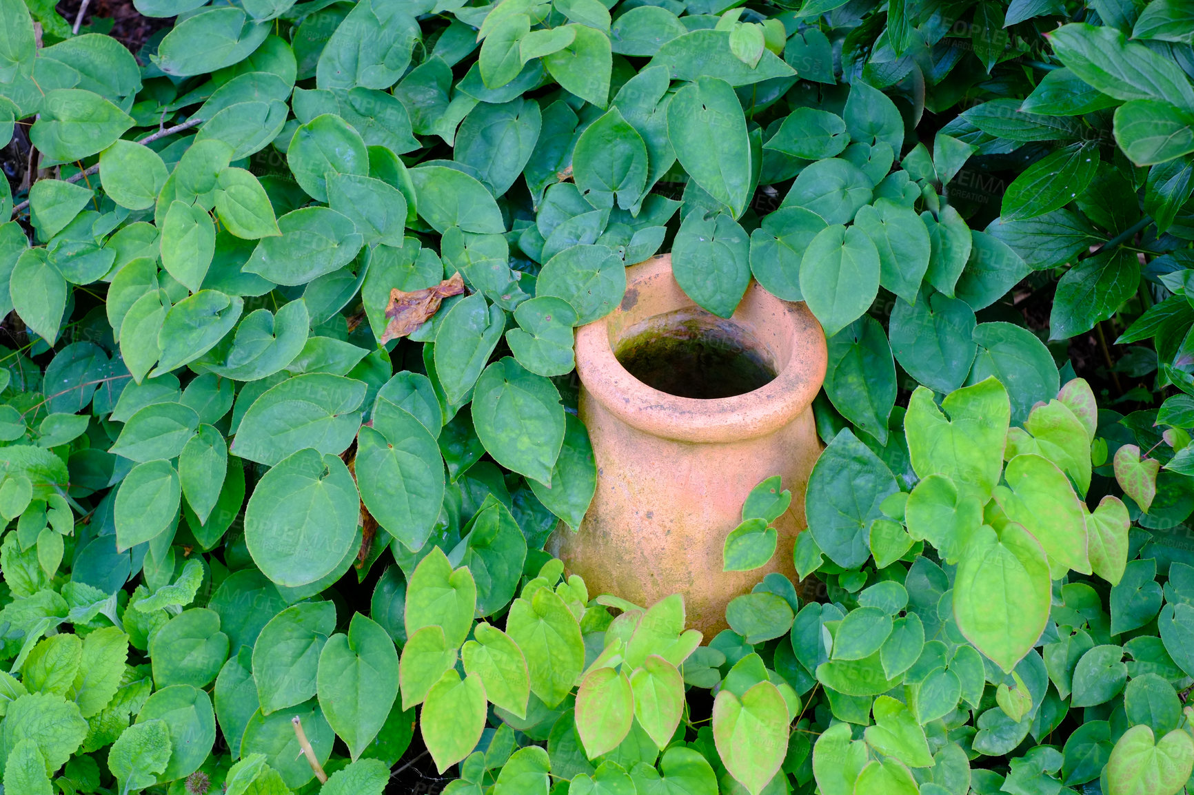 Buy stock photo A brown colored vase is kept in the green lush garden. A vintage old pot covered with emerald green leaves. Clay pot surrounded by different types of plants with a green natural background. 