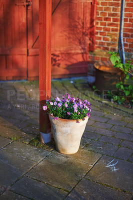 Buy stock photo Purple pansies in a ceramic pot. Beautiful small potted flowers standing near entrance of an outdoor summer garden. Pretty bunch of magenta or bright pink blossoms flourishing outside in the sunlight