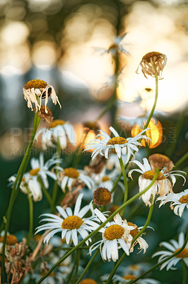 Buy stock photo  A view of a bloomed long common daisy flower with aster. Flowers and white, purple petals with steam and yellow center in bloom and late springtime amazing green field on a bright sunny bright day.