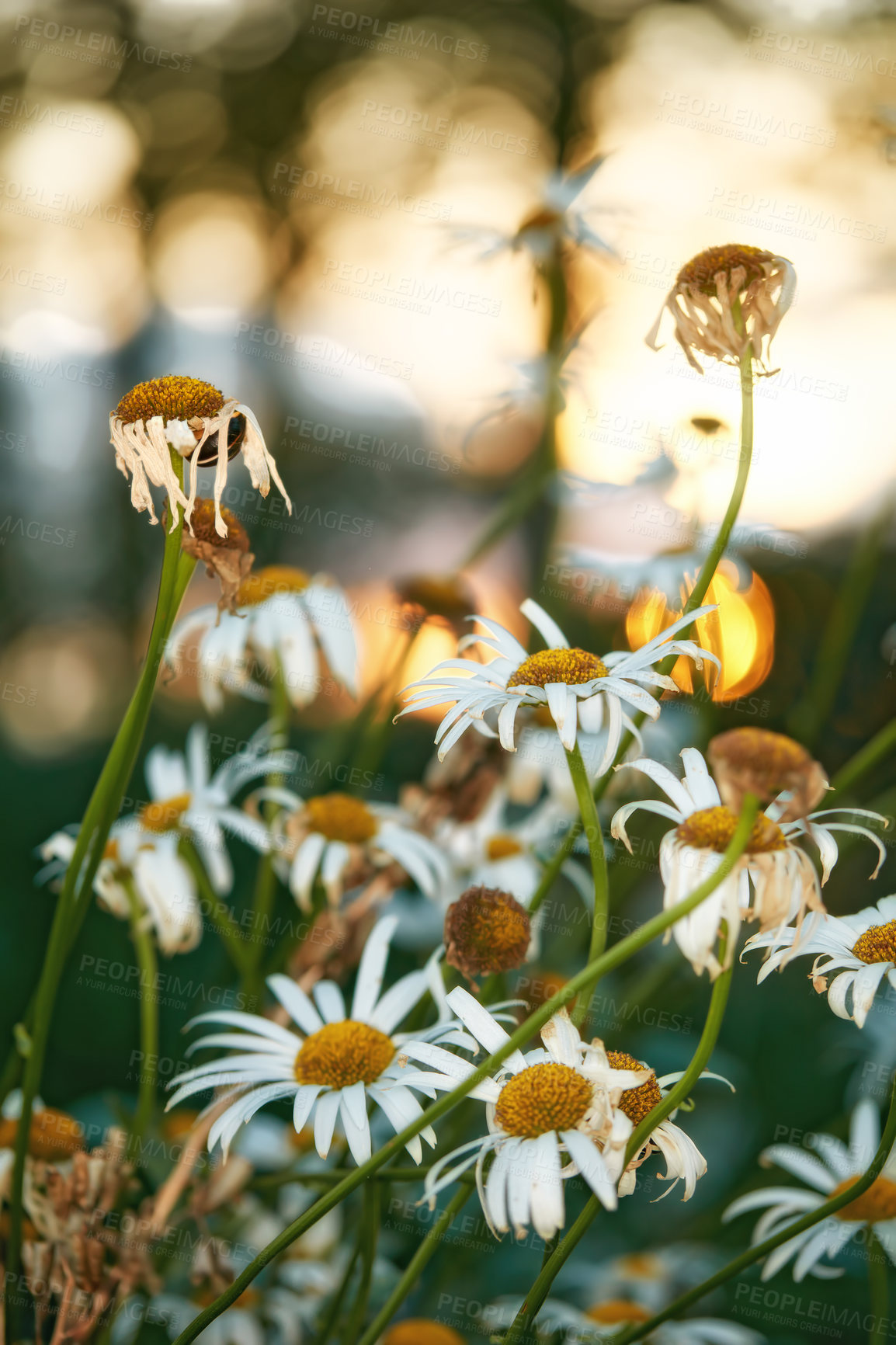 Buy stock photo  A view of a bloomed long common daisy flower with aster. Flowers and white, purple petals with steam and yellow center in bloom and late springtime amazing green field on a bright sunny bright day.