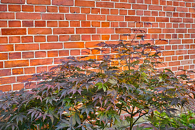 Buy stock photo Green Japanese maple plant against a block wall in a small garden. Young green maple grows against a brown wall. Branches and bright magenta leaves of a Japanese Maple tree on a sunny day in the yard