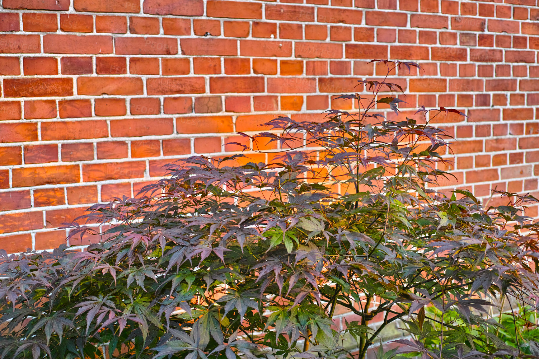 Buy stock photo Green Japanese maple plant against a block wall in a small garden. Young green maple grows against a brown wall. Branches and bright magenta leaves of a Japanese Maple tree on a sunny day in the yard