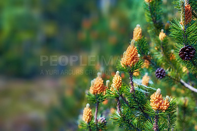 Buy stock photo A close-up view of mountain pines in a garden. A picture of a fresh lawn of a lodgepole pine and mountain pine with blurred background. A beautiful photo of small spider net fixated on pine flowers. 