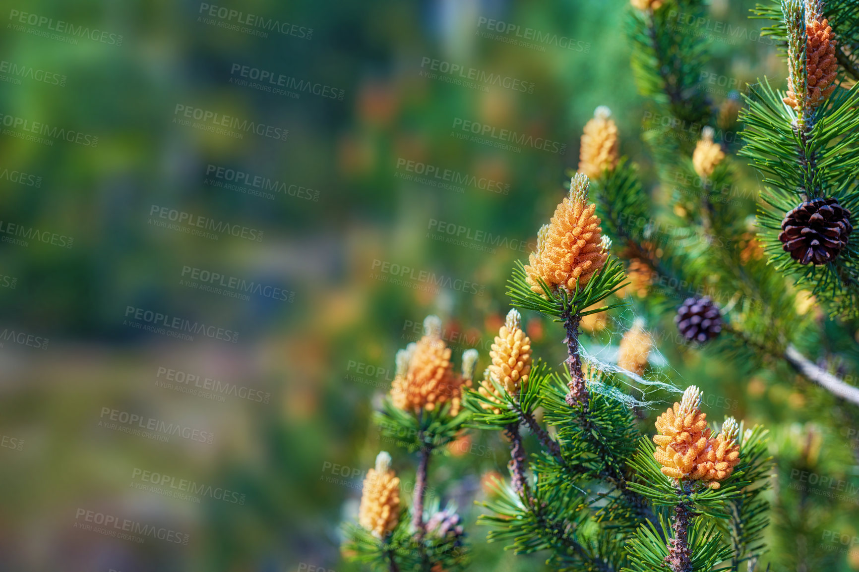 Buy stock photo A close-up view of mountain pines in a garden. A picture of a fresh lawn of a lodgepole pine and mountain pine with blurred background. A beautiful photo of small spider net fixated on pine flowers. 