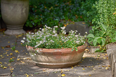 Buy stock photo White pansies growing in a vase in a backyard garden in summer. Beautiful plants blooming on paving in spring outdoors. Tiny flowering plants budding in a yard outside. Flora growing out of a holder