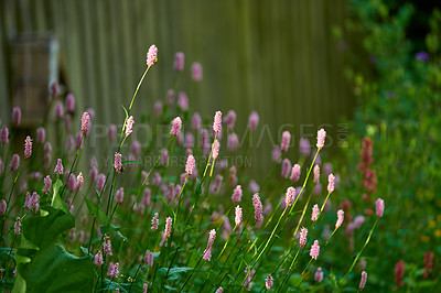 Buy stock photo A garden of pink blooming Persicaria bistorta and fresh green leaves. A beautiful blur background photo of fresh pink flowers on a sunny day. Closeup of fences covered with vines and flowers