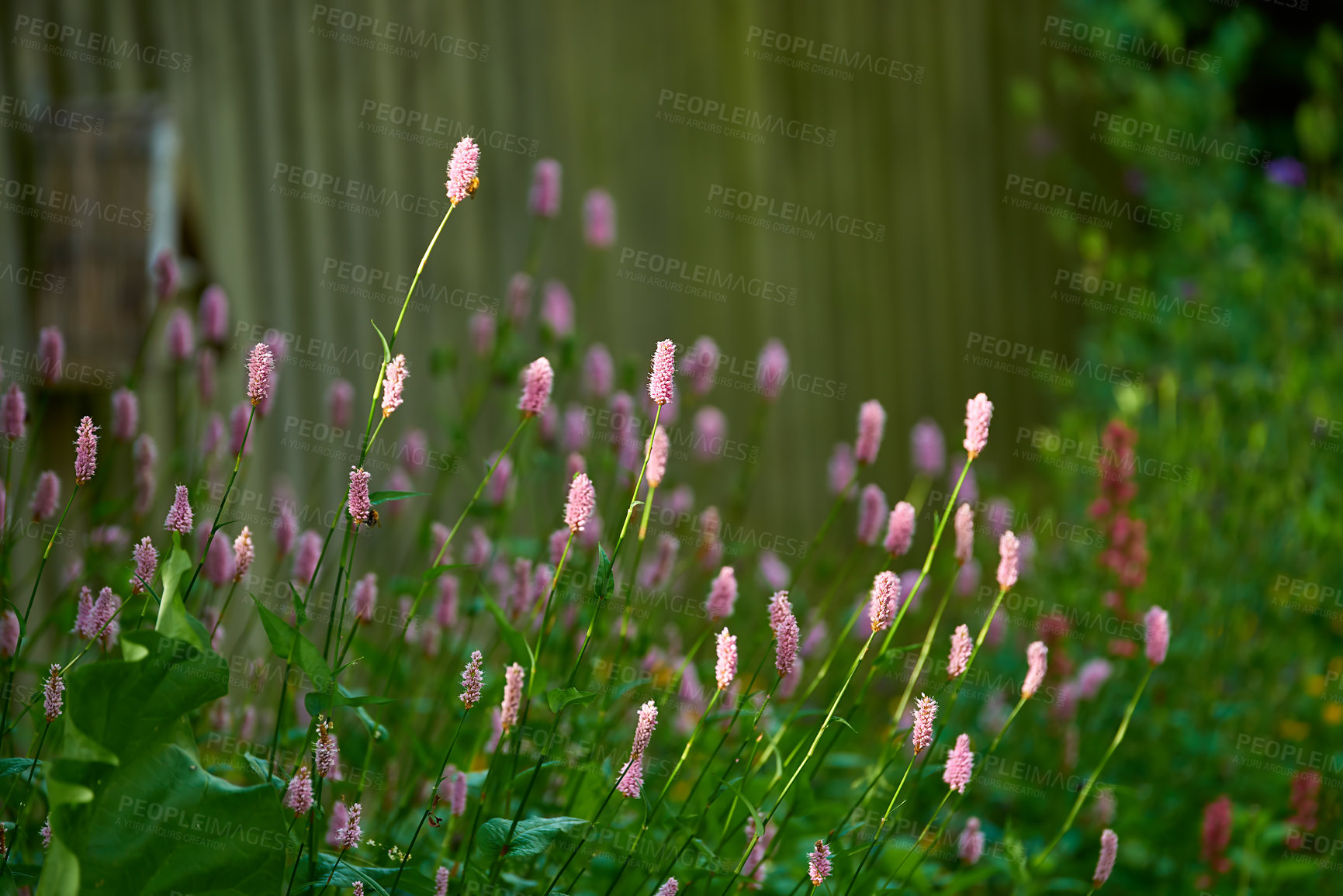 Buy stock photo A garden of pink blooming Persicaria bistorta and fresh green leaves. A beautiful blur background photo of fresh pink flowers on a sunny day. Closeup of fences covered with vines and flowers