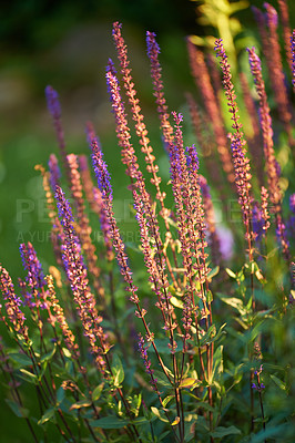 Buy stock photo Flowering perennials with the sunshine on them in a garden outdoors. Closeup of a Lupine plant in bloom at sunrise on a summer day. Beautiful purple woodland sage with a bush or meadow background