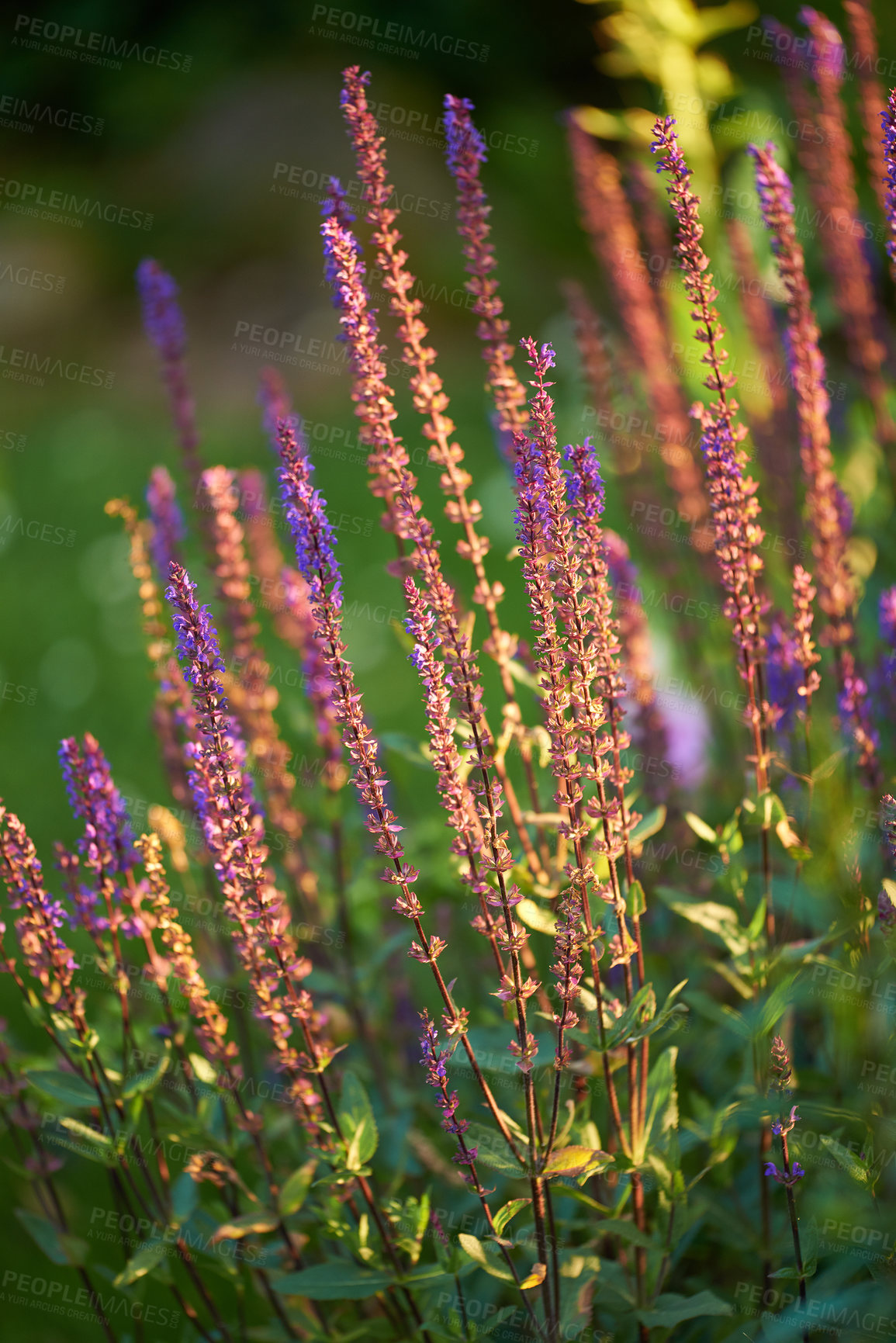 Buy stock photo Flowering perennials with the sunshine on them in a garden outdoors. Closeup of a Lupine plant in bloom at sunrise on a summer day. Beautiful purple woodland sage with a bush or meadow background