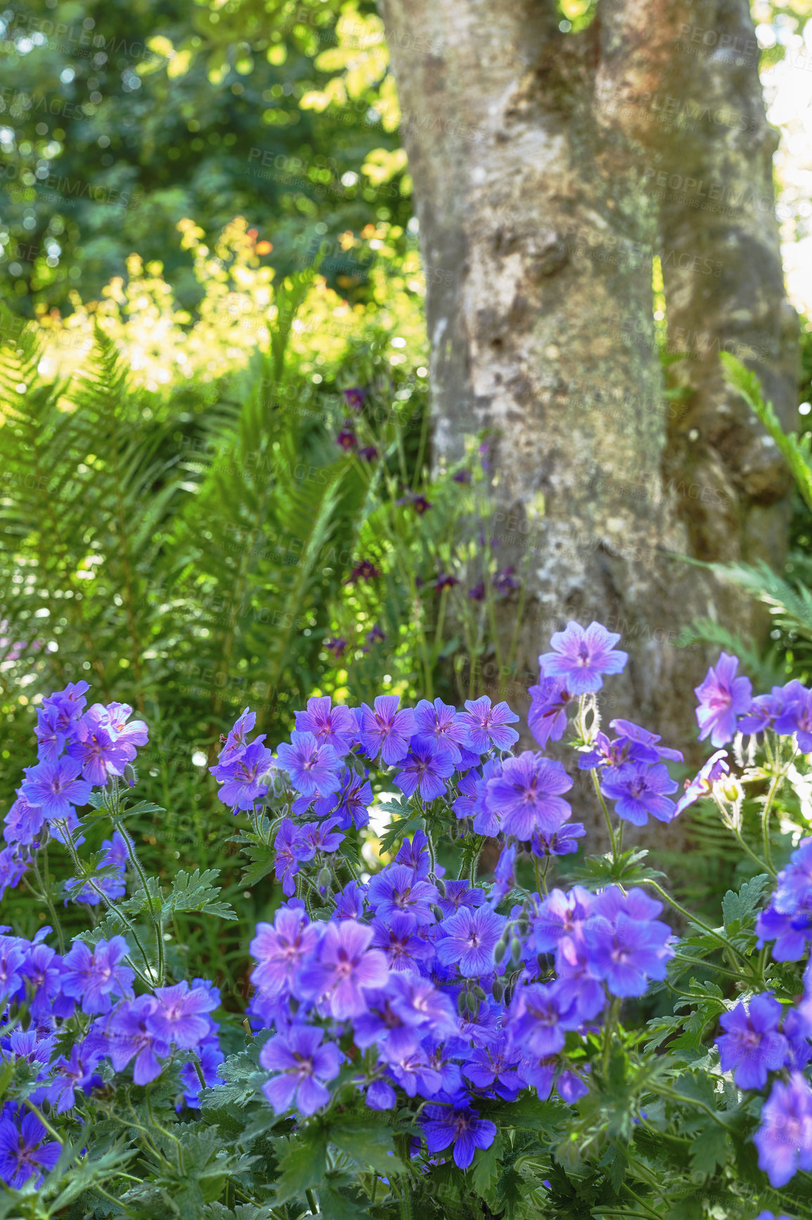 Buy stock photo Meadow of geranium flowers growing in a lush green garden in summer. Purple cranesbill plants growing and blooming on a lawn in spring. Beautiful violet wild flowering plants budding in a yard 