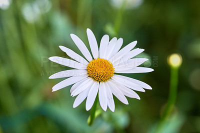 Buy stock photo Closeup top view of a single daisy growing in a nursery in summer. One marguerite perennial flowering plant on grassy field in spring from above. Beautiful white flower blooming in a backyard garden