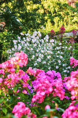 Buy stock photo A large bunch of flowers in the botanical garden. Beautiful blooming texture background. Attractive and colorful during spring and summer season flowering. Blooming plants in  a pretty colorful yard