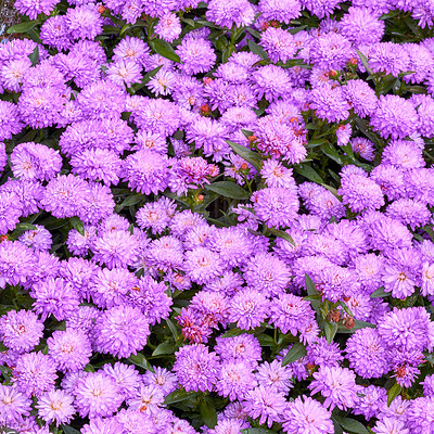 Buy stock photo Beautiful purple aster flowers growing in botanical garden outdoors in nature from above. Bright and vibrant plants blossoming in a natural environment during spring season. Fresh floral blooms 