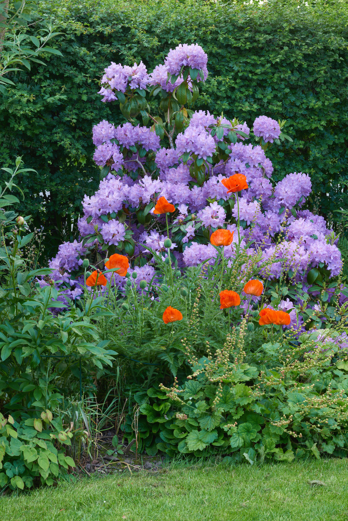 Buy stock photo Flowers, garden and plant with bush, grass and hydrangea in spring with environment and morning outdoor. Sunshine, leaves and flora growth with organic, eco friendly and sustainable soil in nature