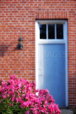 Buy stock photo Pink musk mallow flowers growing on lawn in summer. Flowering plants blooming on a tree in a backyard. Bush of spring flowers budding in a yard. Beautiful flowerbed outside at a park. Flora in nature