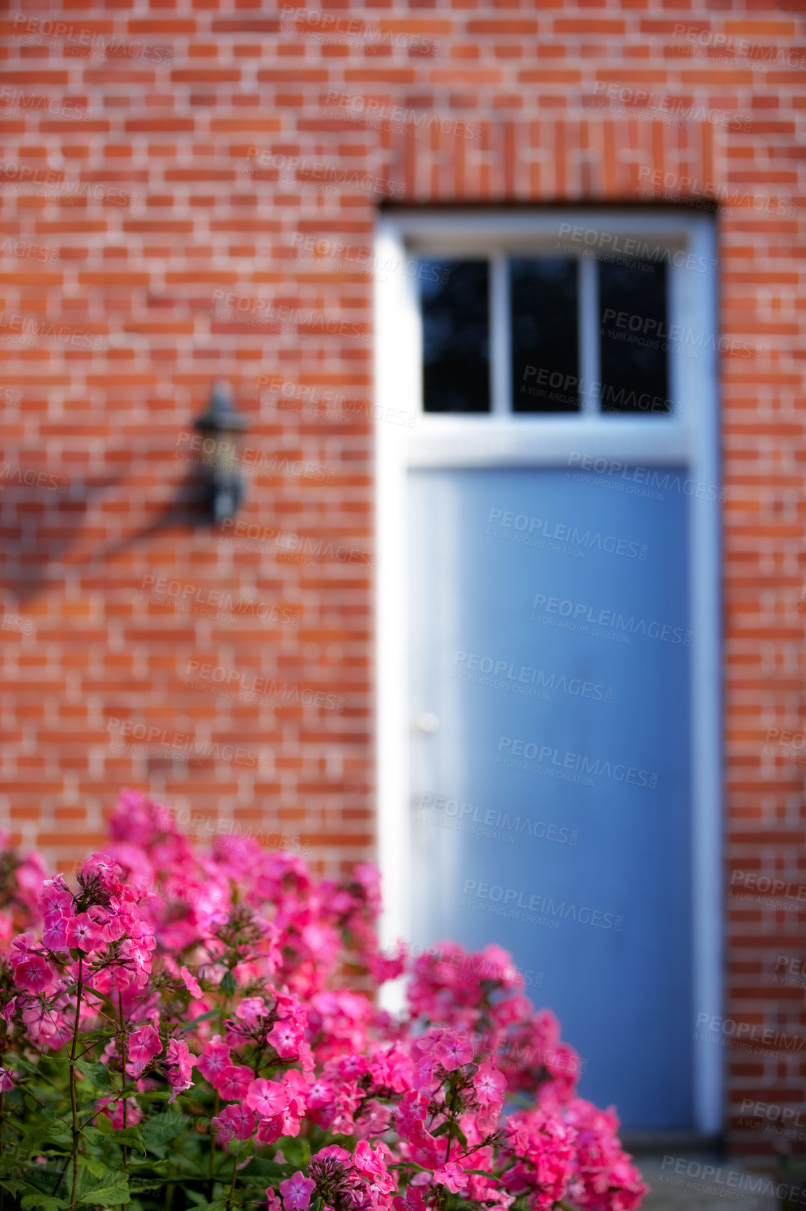 Buy stock photo Pink musk mallow flowers growing on lawn in summer. Flowering plants blooming on a tree in a backyard. Bush of spring flowers budding in a yard. Beautiful flowerbed outside at a park. Flora in nature