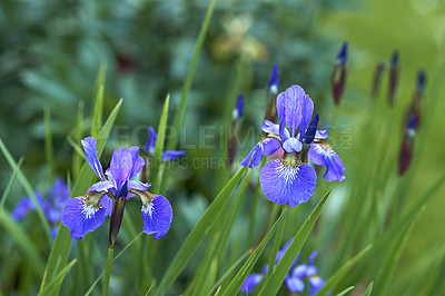 Buy stock photo Beautiful blue flowers of the Siberian iris. Purple small flower blooming in the green lush with blur background. Blossoming blue violet iris flowers in the garden. Iris flowers in the backyard.