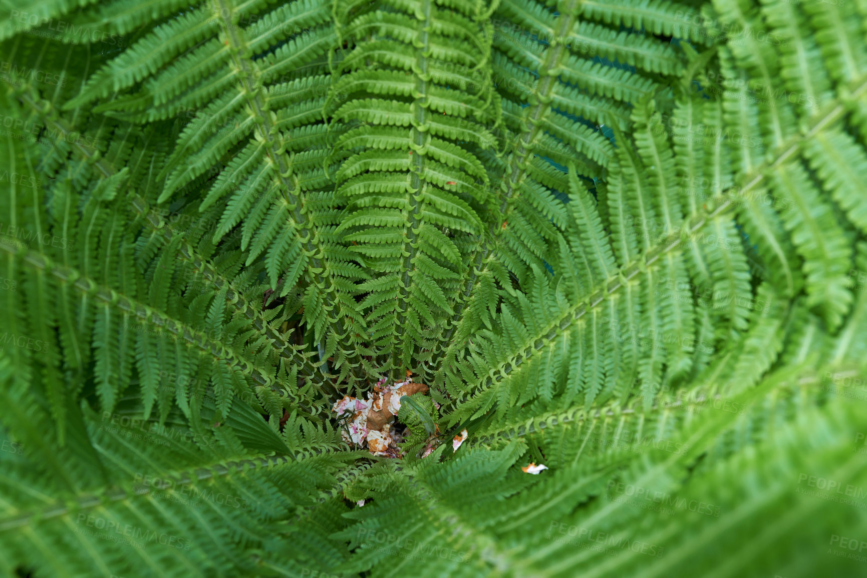 Buy stock photo Closeup top view of a fern plant in a summer garden. High angle of lush tropical furled leaves growing in forest or woodland outside. Macro nature background for copyspace. Evergreen vascular plant 