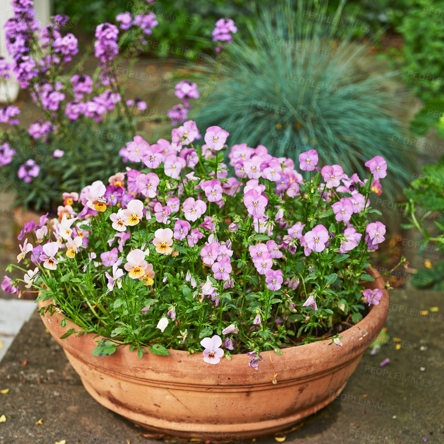 Buy stock photo Top view of pansies growing in vase in backyard garden in summer. Beautiful hybrid plant blooming on lawn in spring outdoors from above. Tiny flowering plants budding in yard outside. Flora in holder