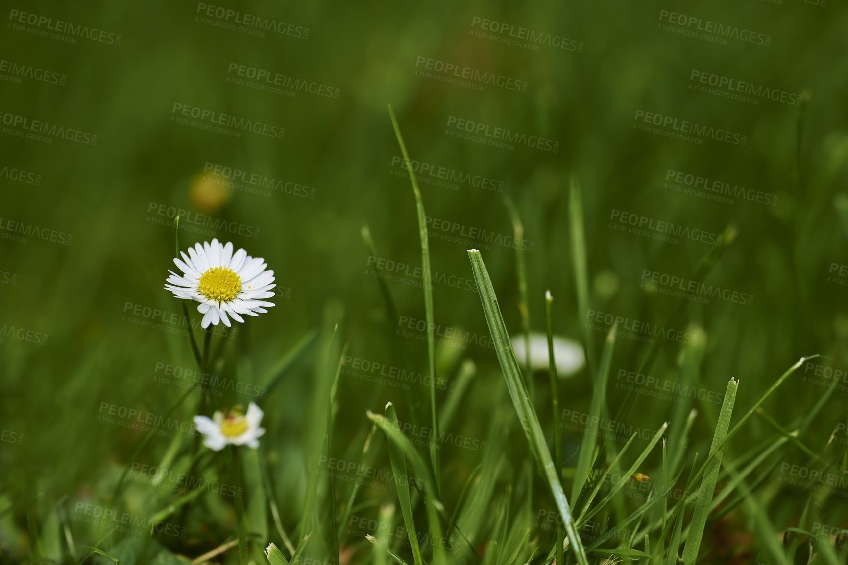 Buy stock photo Beautiful white flower and copy space background in the garden. A view of a bloomed long common daisy. Late springtime amazing long grass field with Chamomile flowers on a bright sunny day. 