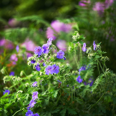 Buy stock photo A bunch of beautiful Delicate Wood Cranes Bill flowers in nature. A blooming crane bill flower of an iris blue geranium in a botanical garden. A blossom crane bill flower in the midday sun.