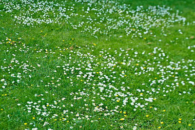 Buy stock photo Scenic view of a white daisy field, lush green grass in a remote nature field or meadow. Wild chamomile flowers and plants growing in the countryside in Sweden. Botanical flora and foliage in summer