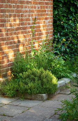 Buy stock photo Green herbs growing near a red brick wall outside a house in a landscaped garden on a sunny summer afternoon. Lush plants in a small yard a home on a spring day. Green foliage thriving in a backyard