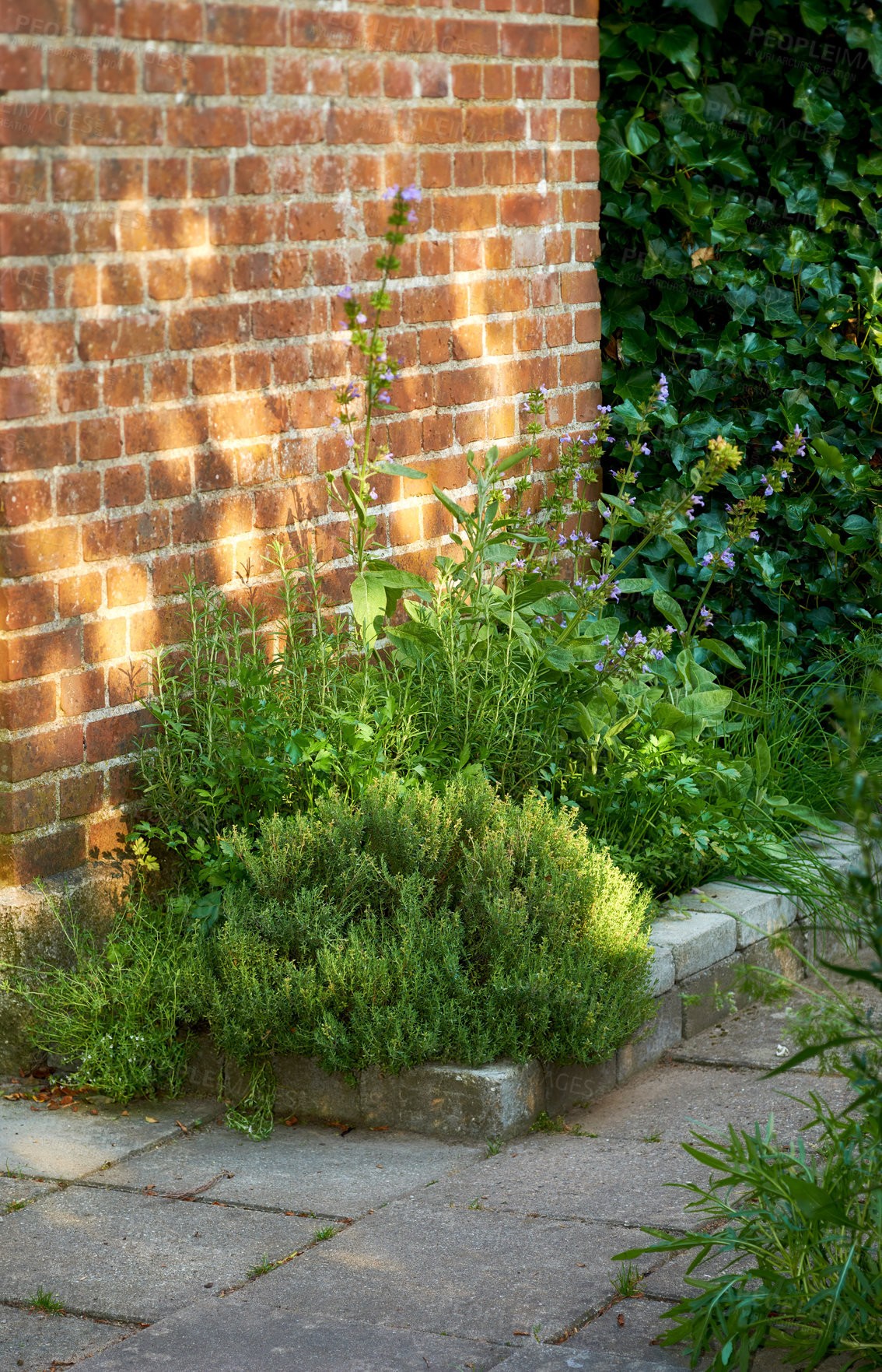 Buy stock photo Green herbs growing near a red brick wall outside a house in a landscaped garden on a sunny summer afternoon. Lush plants in a small yard a home on a spring day. Green foliage thriving in a backyard