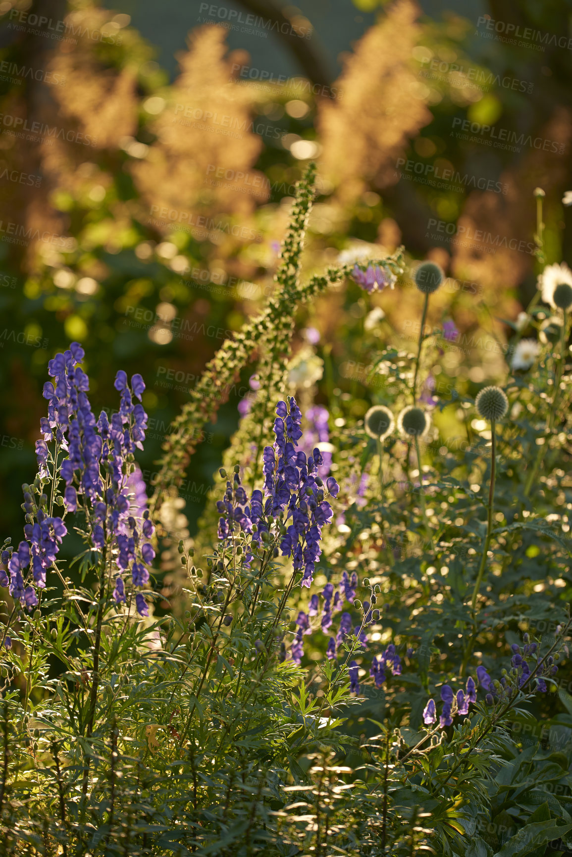 Buy stock photo Purple garden flowers growing in a home backyard with a bokeh copy space background at sunset. Lush, vibrant, colorful wolf's bane or aconite plants, globe thistle and echinops on green stems at dawn