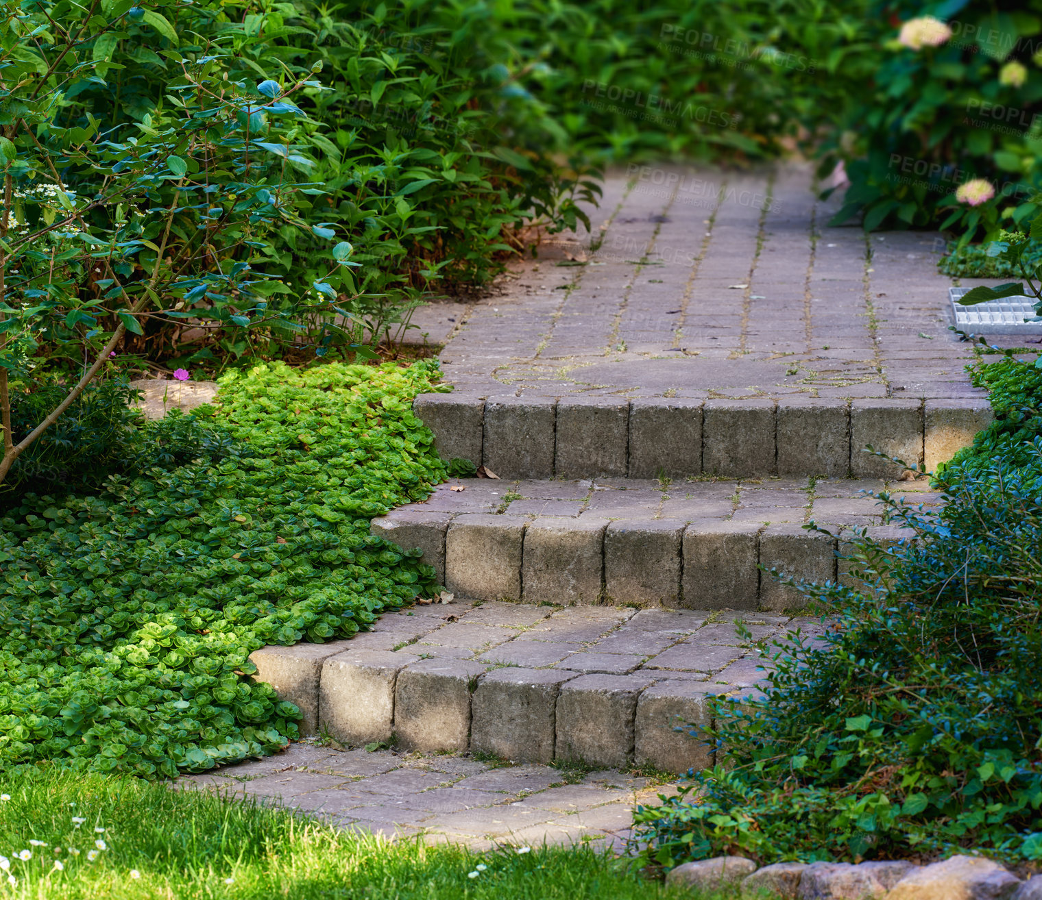 Buy stock photo  A brick stone-stepped entrance path in a beautiful park passes through green bushes. Close up of a step in a garden path paved in green backyard plants, garden walkway landscape with bush on sides.