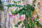 My garden
