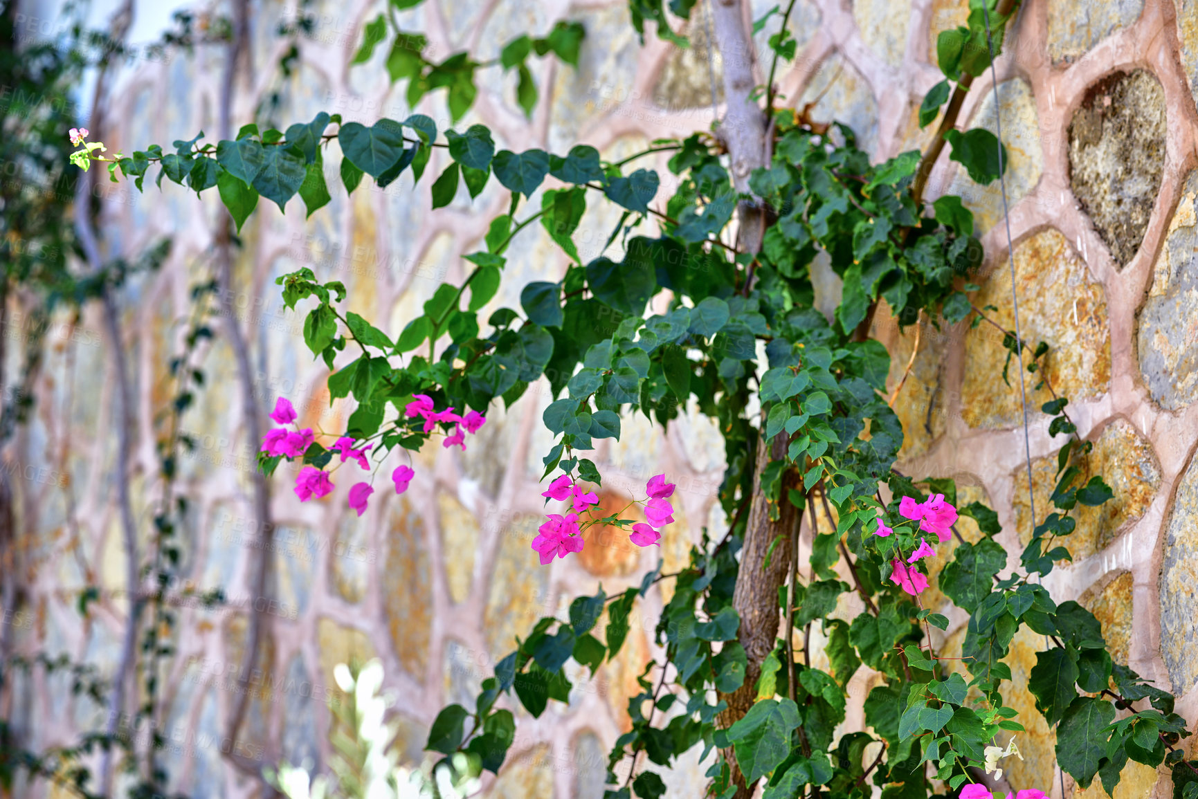 Buy stock photo Closeup of flowering perennial vines growing against a tree bark against a stone wall background. Beautiful pink blossoms and lush green leaves on a climbing plant in a backyard garden. Bougainvillea