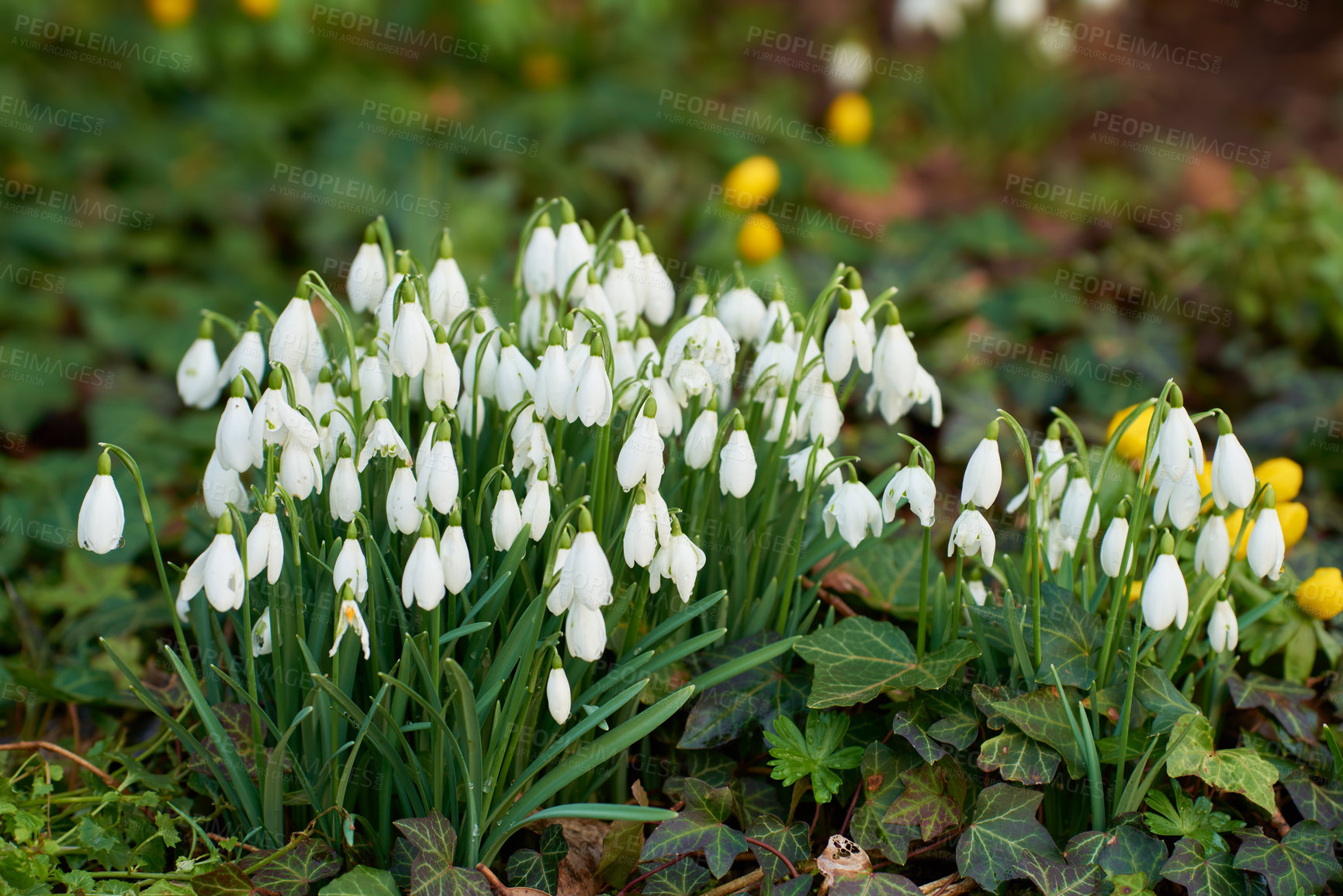 Buy stock photo White lilies beginning to grow in a backyard garden in spring. Lilium blooming on a green grassy lawn in summer. Bush of flowering lily flowers and plants budding in a natural environment outside