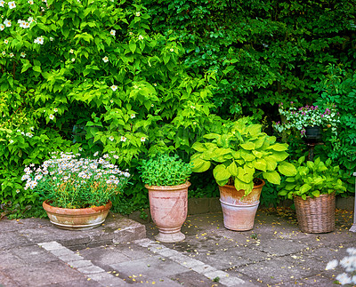 Buy stock photo Variety of potted plants, flowers, herbs, flora growing neard hedge of a private and secluded garden at home. White daisies flowering, blossoming and blooming in backyard. Passionate about gardening