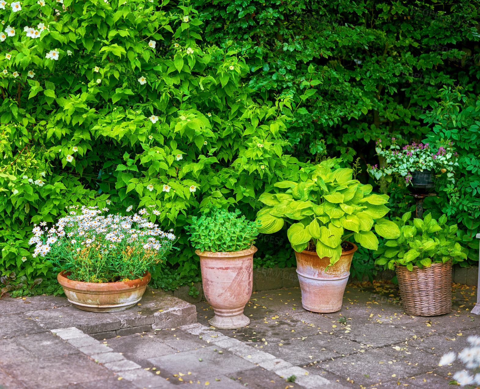 Buy stock photo Variety of potted plants, flowers, herbs, flora growing neard hedge of a private and secluded garden at home. White daisies flowering, blossoming and blooming in backyard. Passionate about gardening